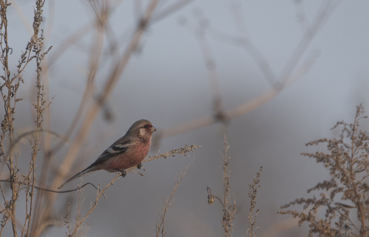 Long-tailed Rosefinch - ML300095621