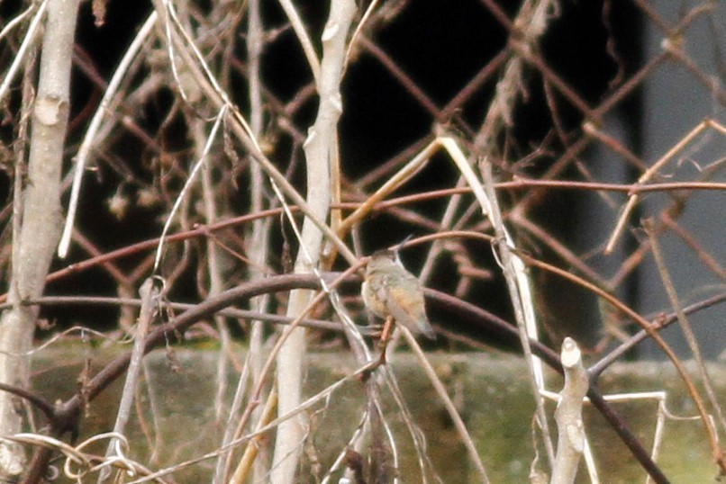 Colibrí de Allen - ML300095721