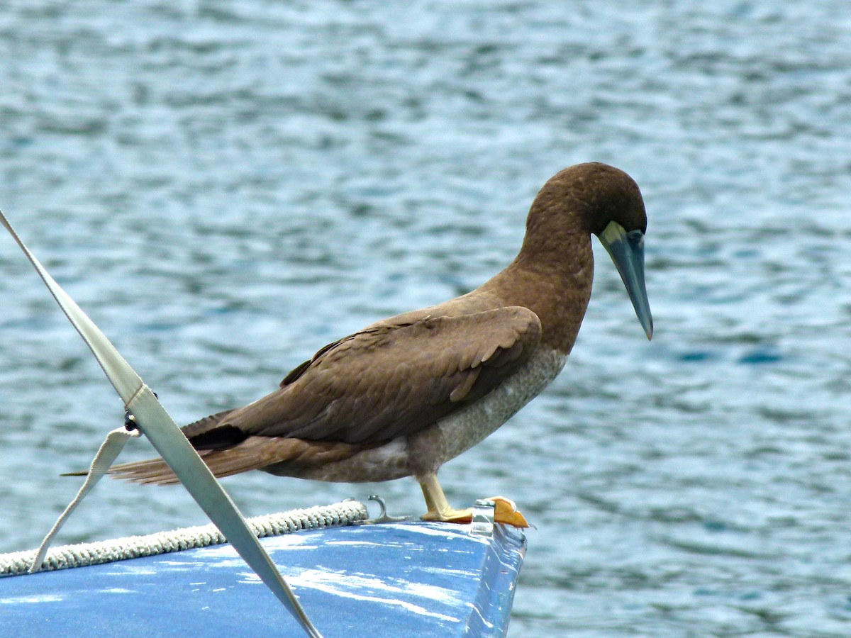 Brown Booby - ML300100071