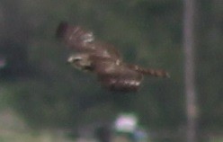 Broad-winged Hawk - ML30010341