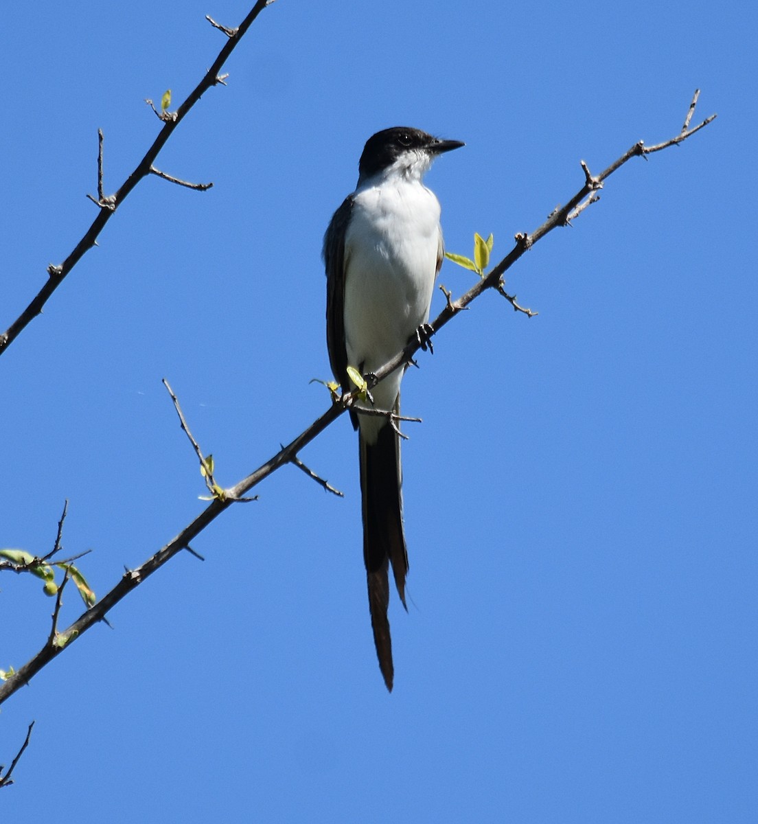 Fork-tailed Flycatcher - ML300105821