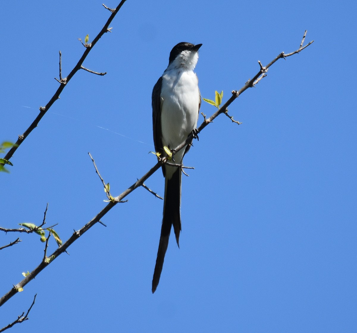 Fork-tailed Flycatcher - ML300105831