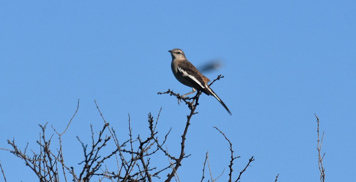 White-banded Mockingbird - ML300105871