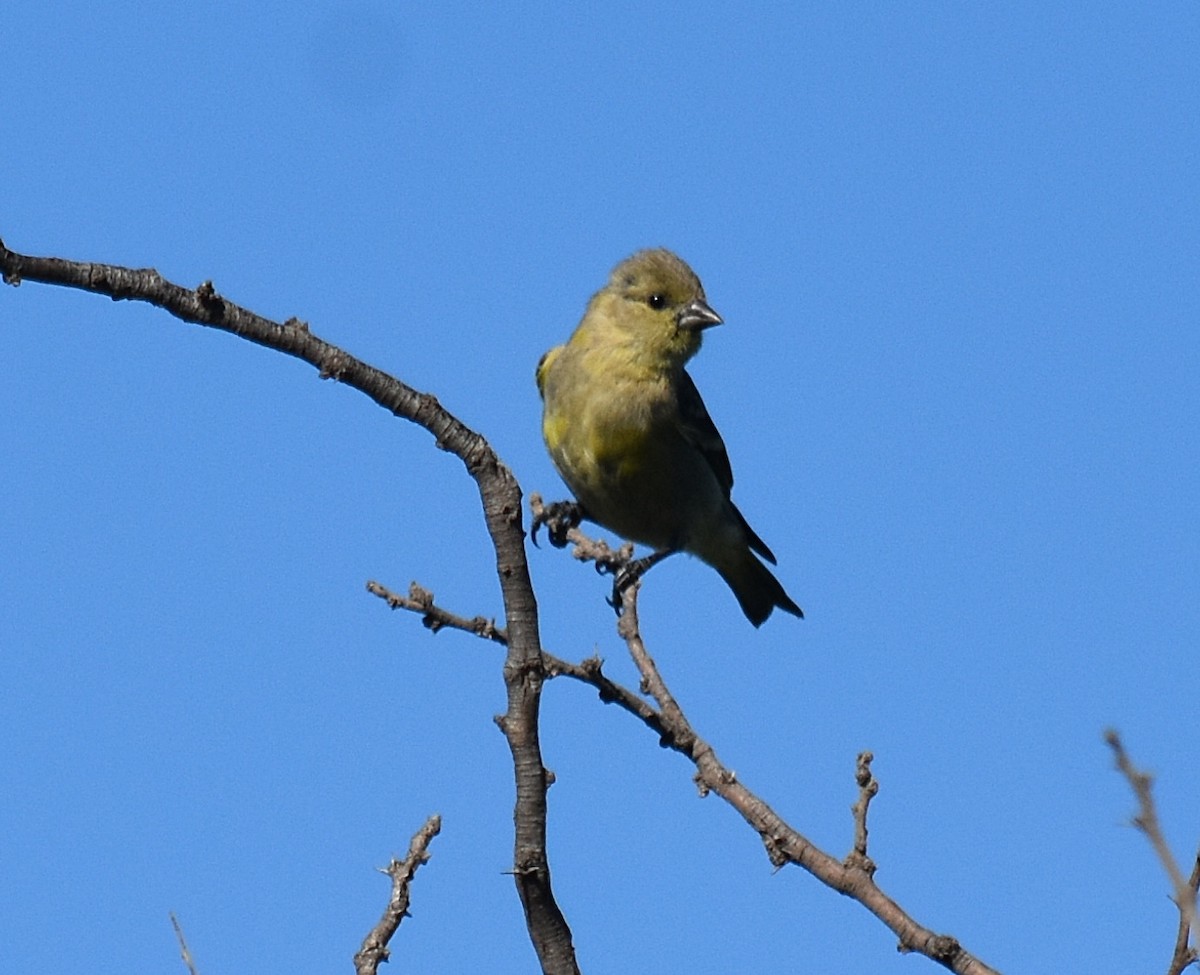 Hooded Siskin - ML300105981