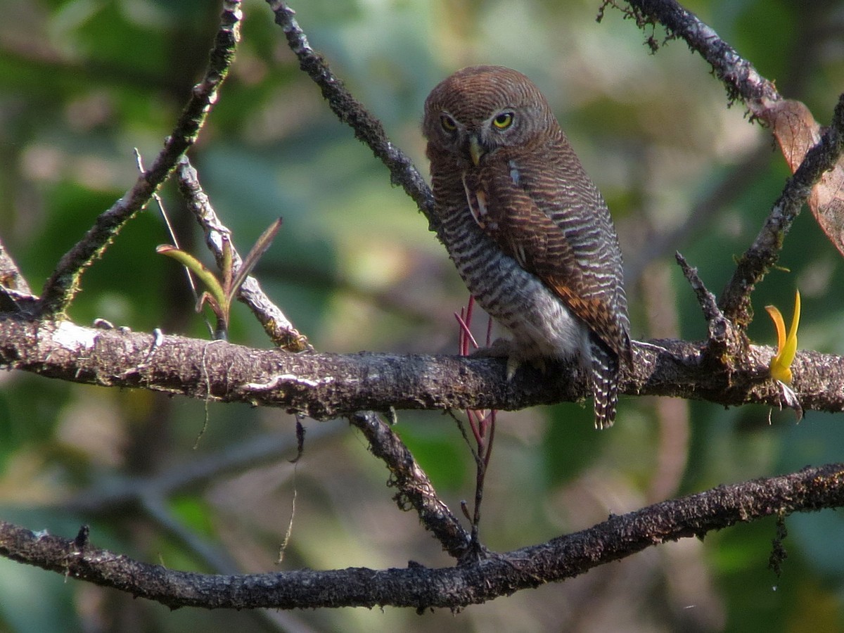 Jungle Owlet - ML300106601