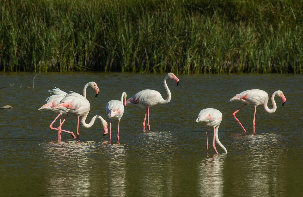 Greater Flamingo - ML300109191