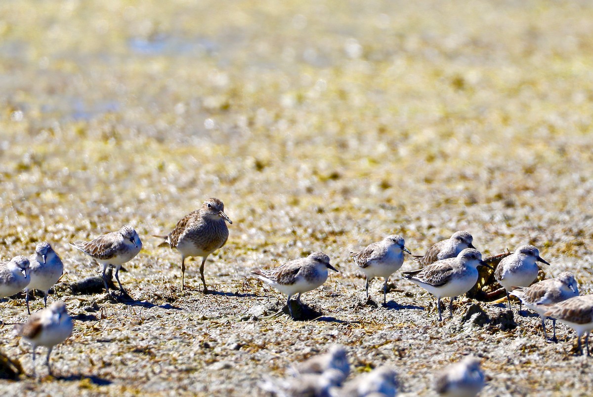 Graubrust-Strandläufer - ML300109201