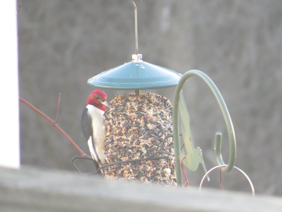 Red-headed Woodpecker - Richard Korpi