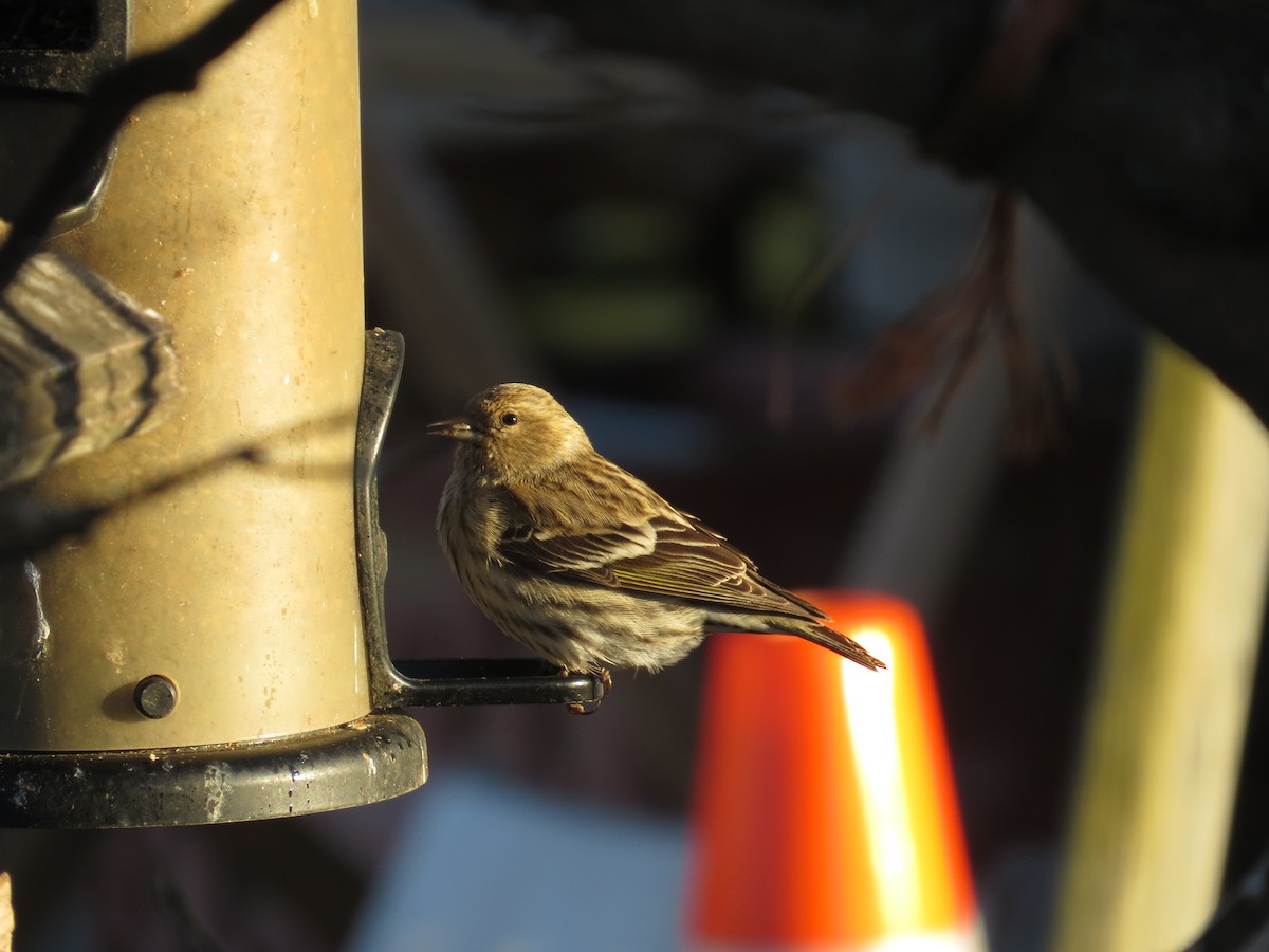 Pine Siskin - Richard Korpi