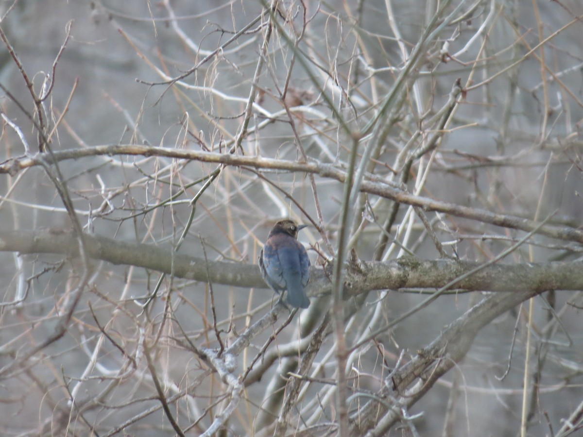 Rusty Blackbird - Richard Korpi