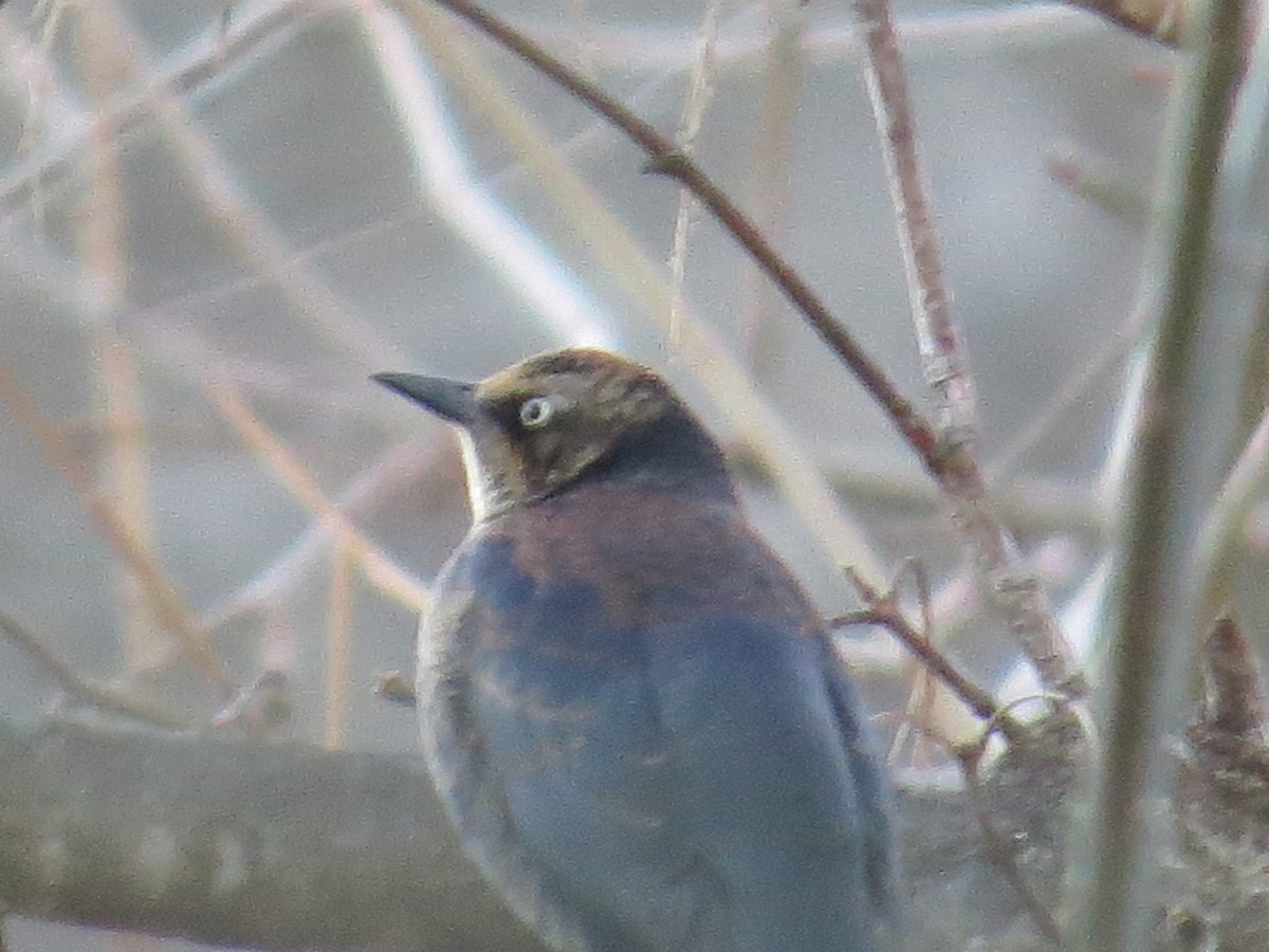 Rusty Blackbird - ML300110111