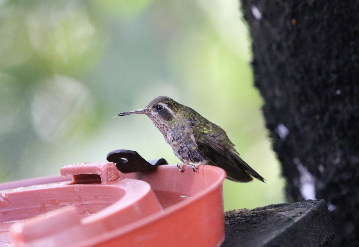 Speckled Hummingbird - ML300110641
