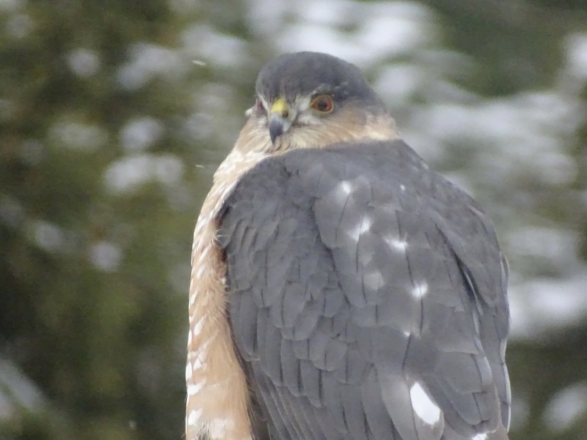 Sharp-shinned Hawk - ML300110871