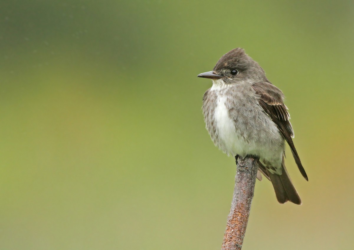 Olive-sided Flycatcher - ML300113041