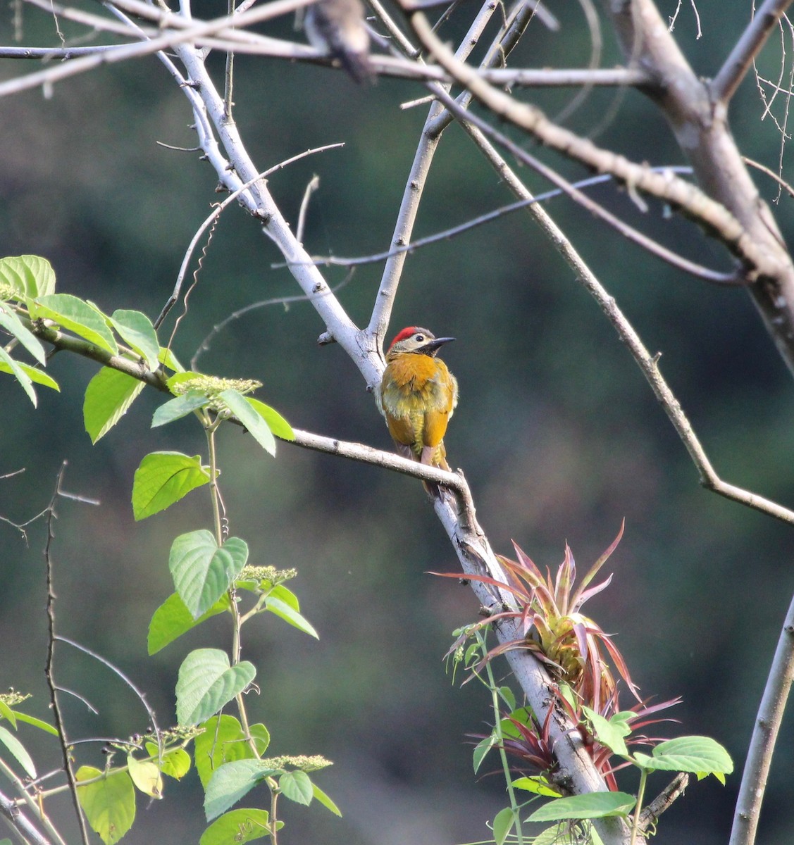 Golden-olive Woodpecker - ML300113111