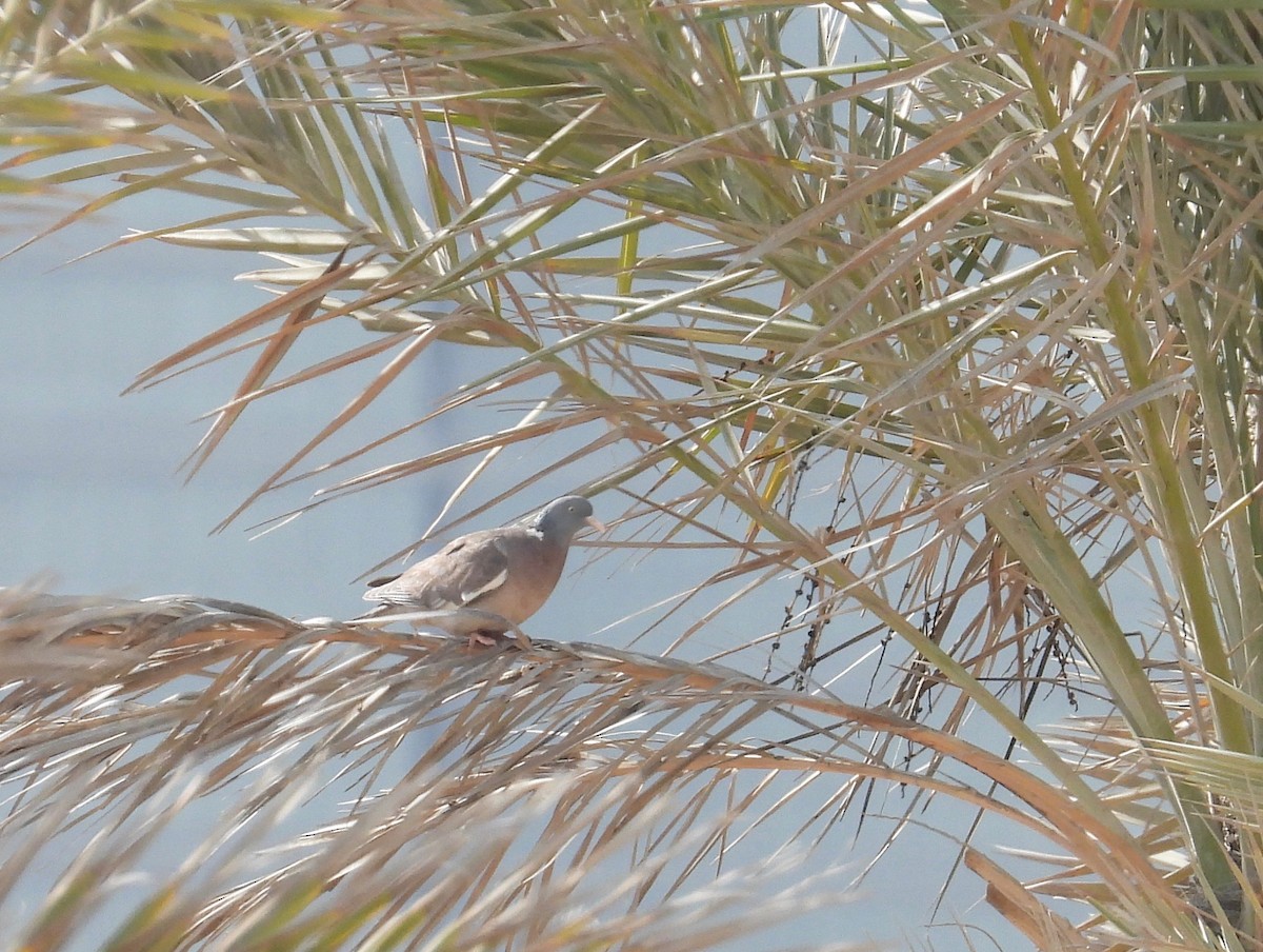 Pagausoa - ML300113151