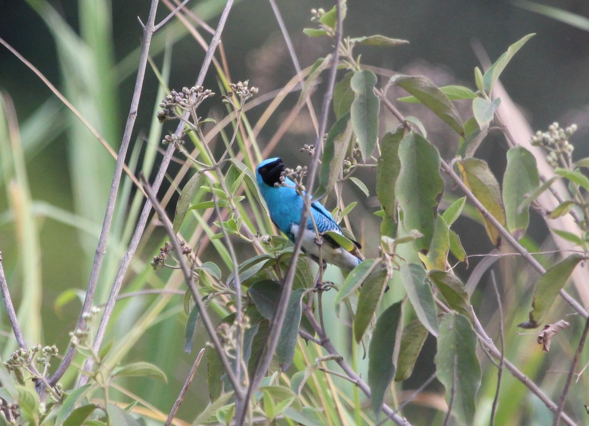 Swallow Tanager - Sylvie Vanier🦩