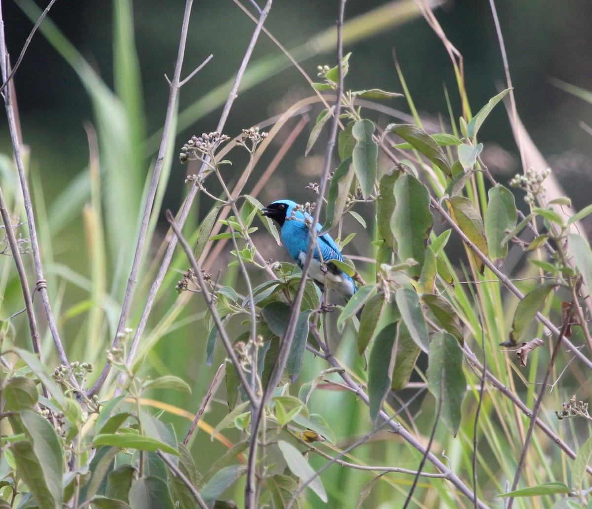 Swallow Tanager - Sylvie Vanier🦩