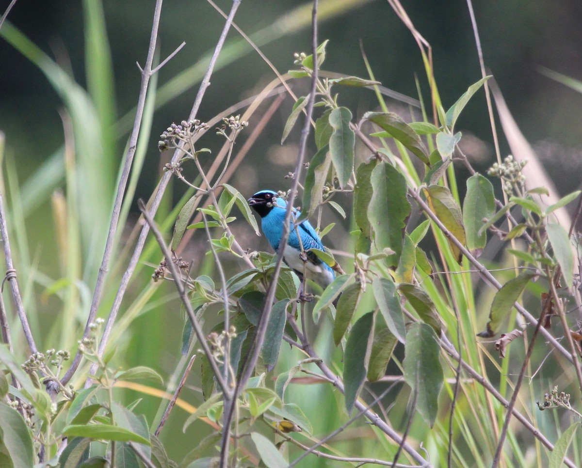 Swallow Tanager - ML300113451