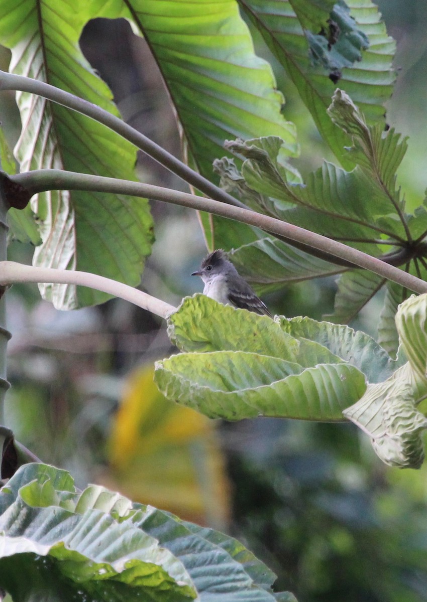 Yellow-bellied Elaenia - ML300113651