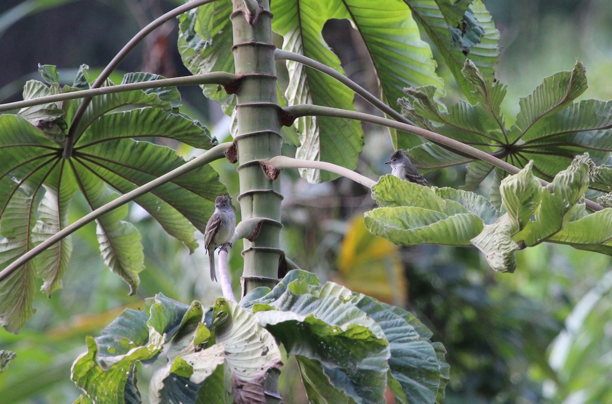 Yellow-bellied Elaenia - ML300113661