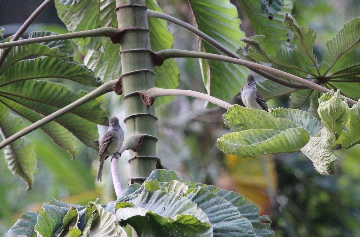 Yellow-bellied Elaenia - ML300113691