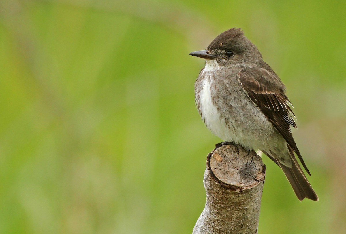 Olive-sided Flycatcher - ML300113711