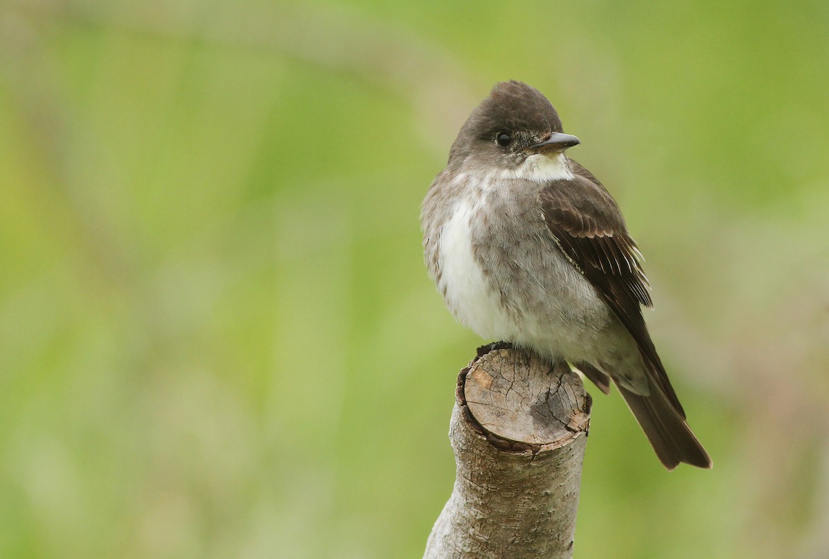 Olive-sided Flycatcher - ML300113721