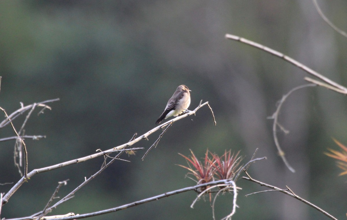 Southern Rough-winged Swallow - ML300113891