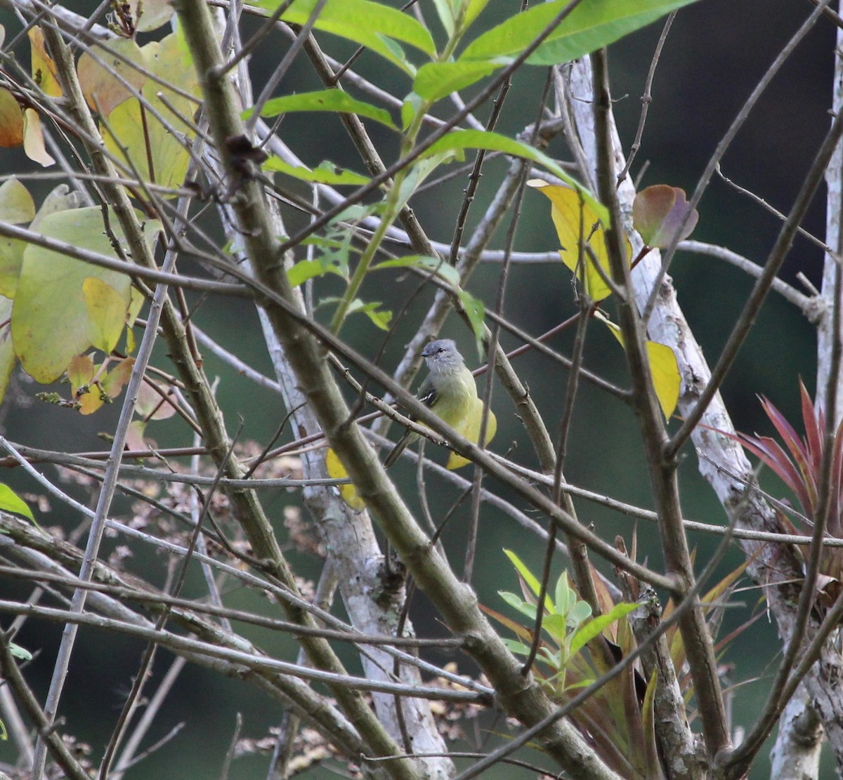 Yellow-crowned Tyrannulet - ML300114071