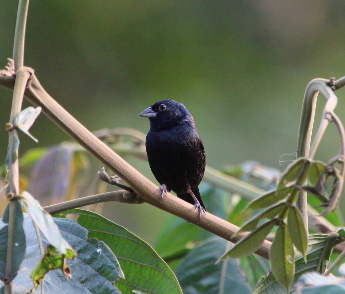 Blue-black Grassquit - Sylvie Vanier🦩