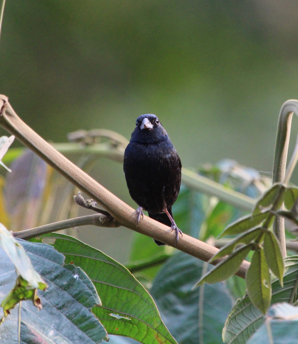 Blue-black Grassquit - ML300114361