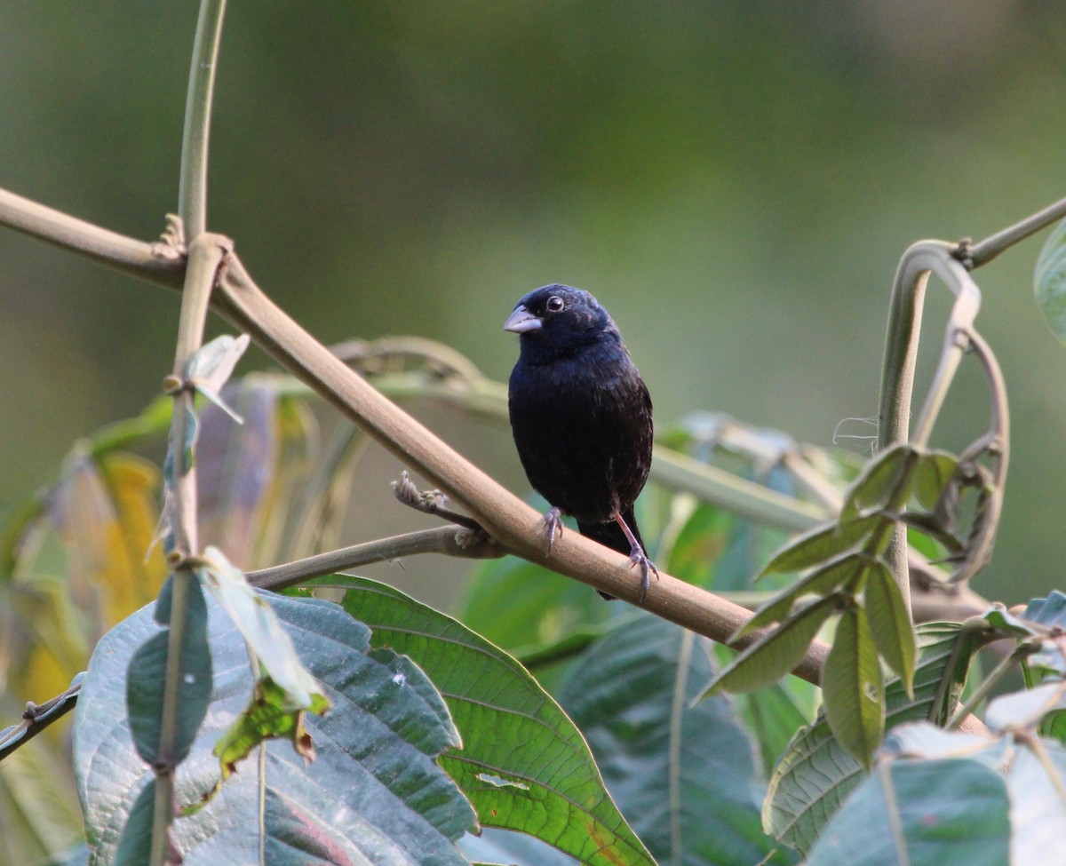 Blue-black Grassquit - ML300114401