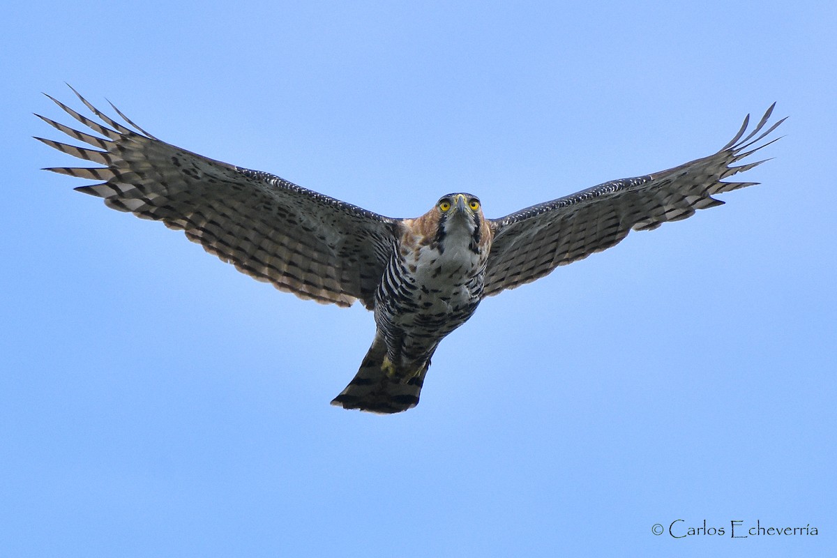 Ornate Hawk-Eagle - ML300116951