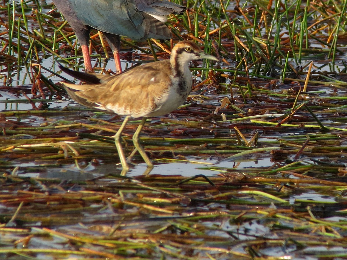 Jacana à longue queue - ML300117651