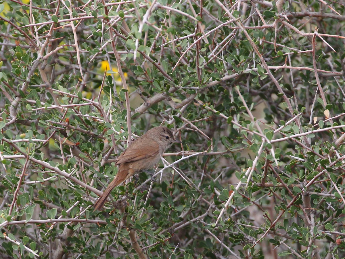 Sharp-billed Canastero - Keith Valentine