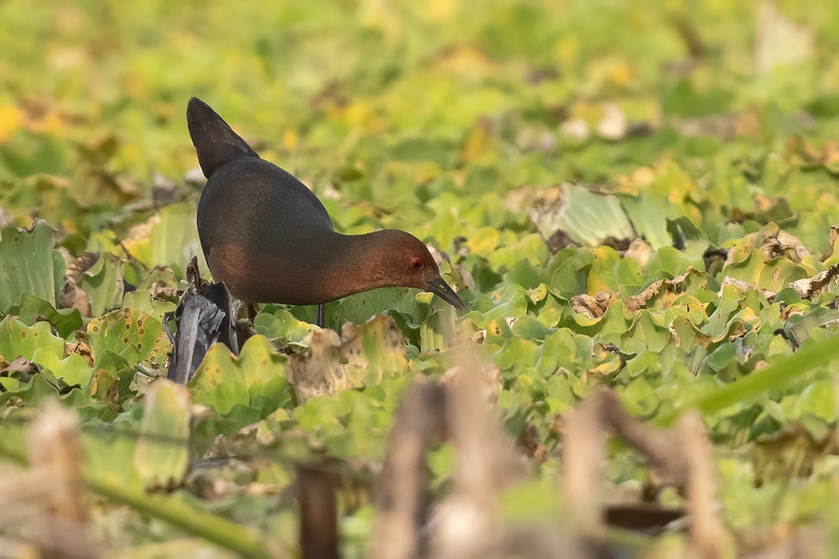 Ruddy-breasted Crake - Anonymous