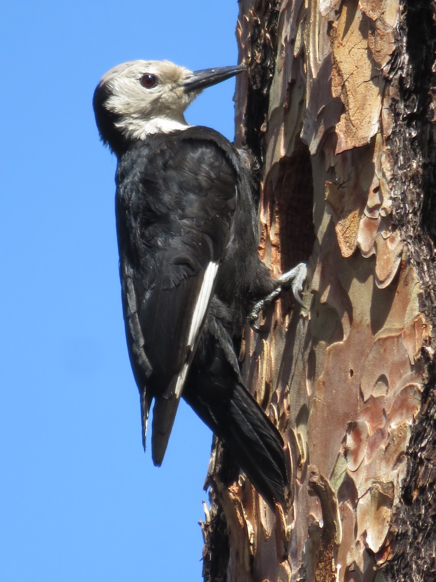 White-headed Woodpecker - Kai Frueh