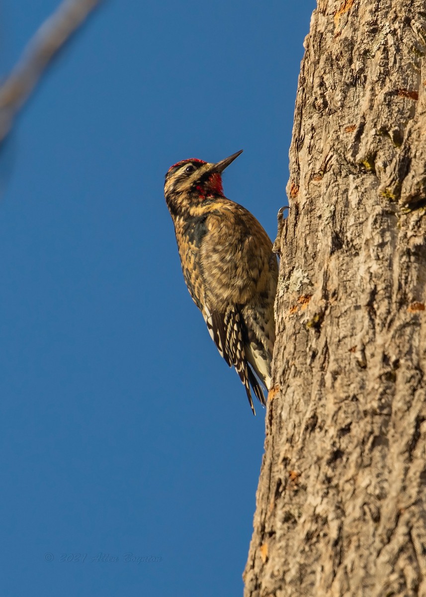 Yellow-bellied Sapsucker - ML300120211