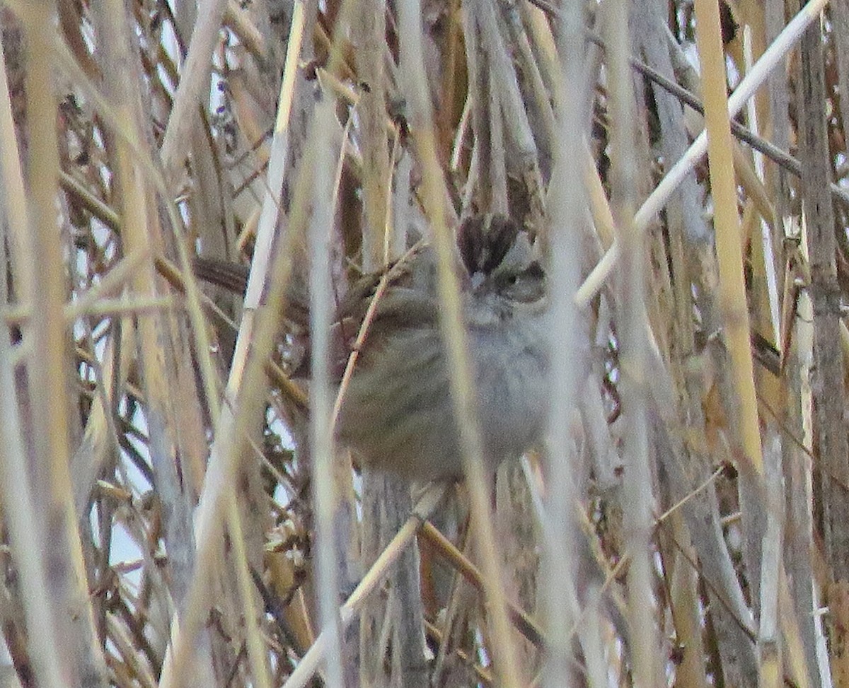 Swamp Sparrow - ML300120461