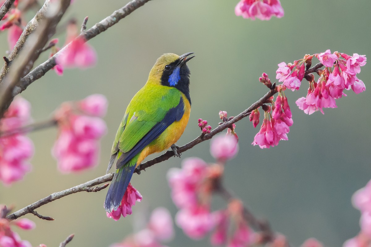 Orange-bellied Leafbird (Orange-bellied) - Natthaphat Chotjuckdikul