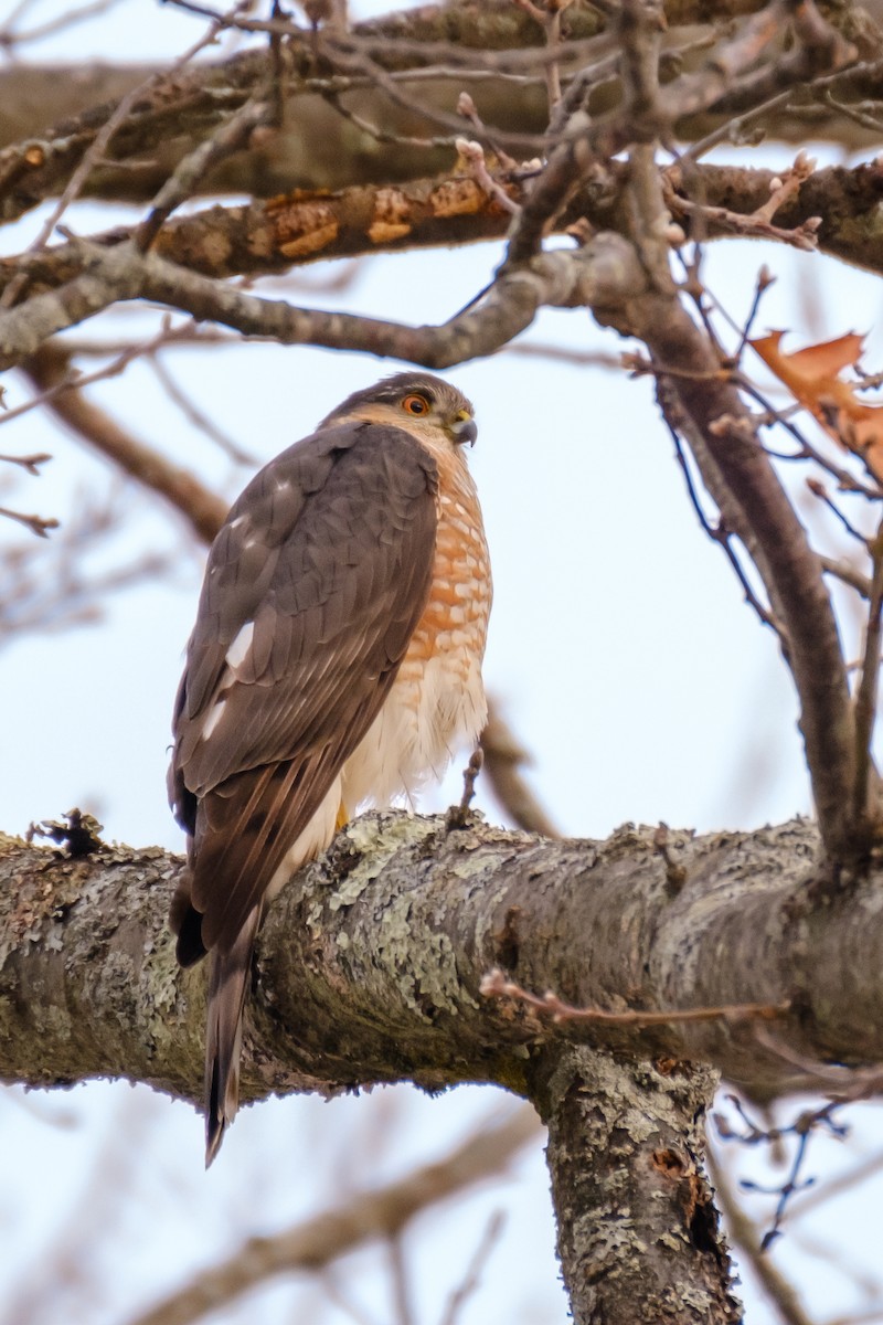 Sharp-shinned Hawk - Scott Dresser