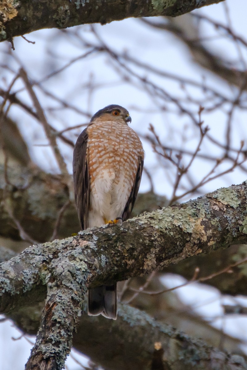 Sharp-shinned Hawk - ML300121671