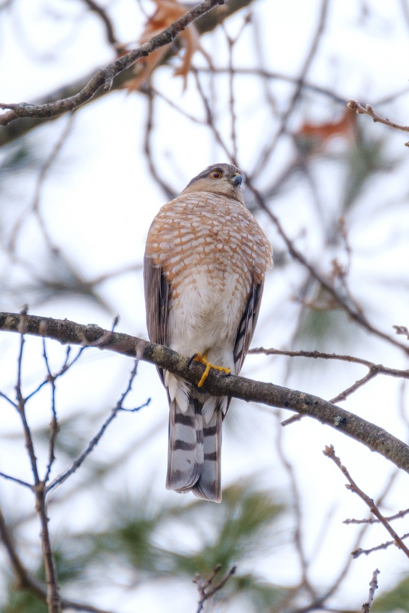 Sharp-shinned Hawk - ML300121681