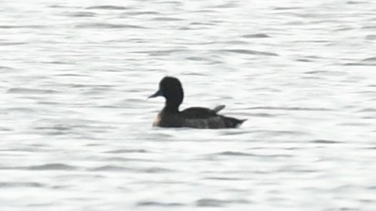 Tufted Duck - ML300122151