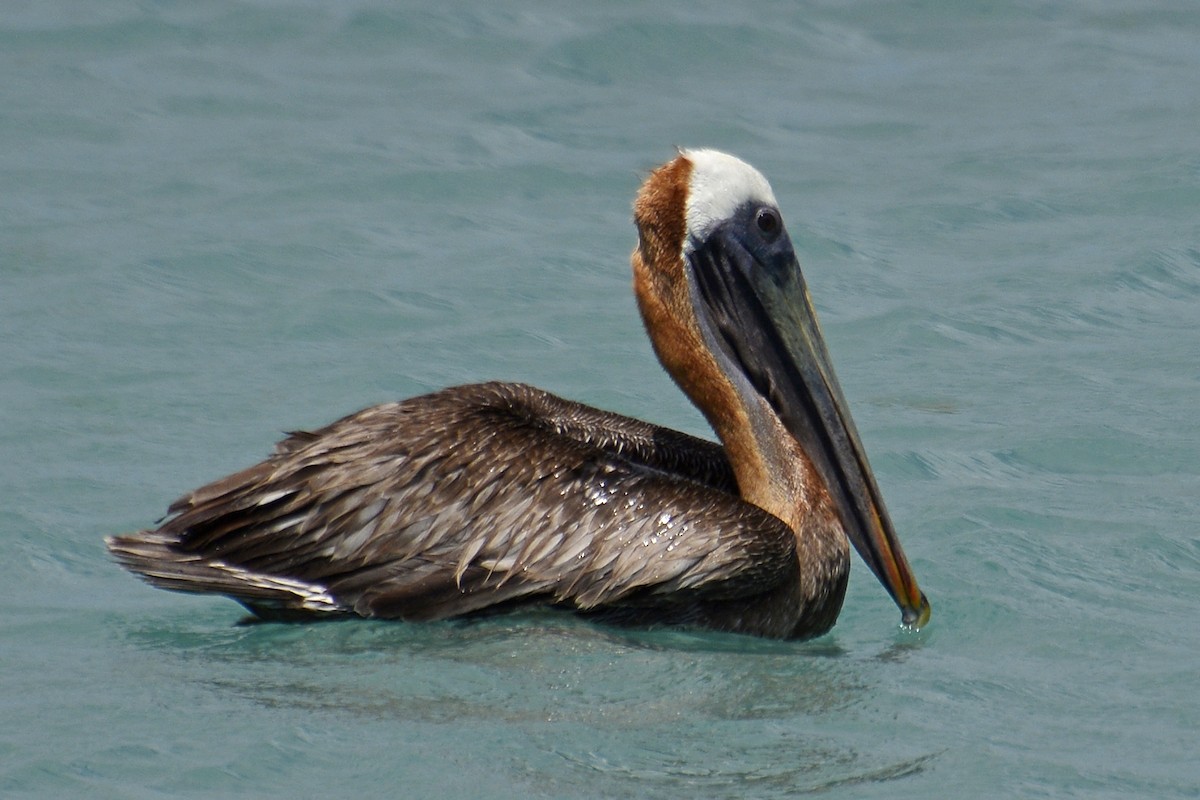 Brown Pelican - ML300122331