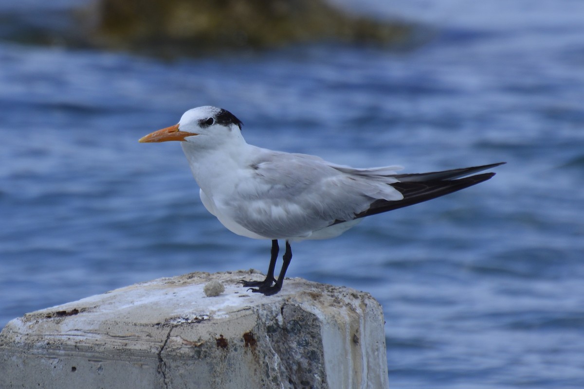 Royal Tern - ML300122371