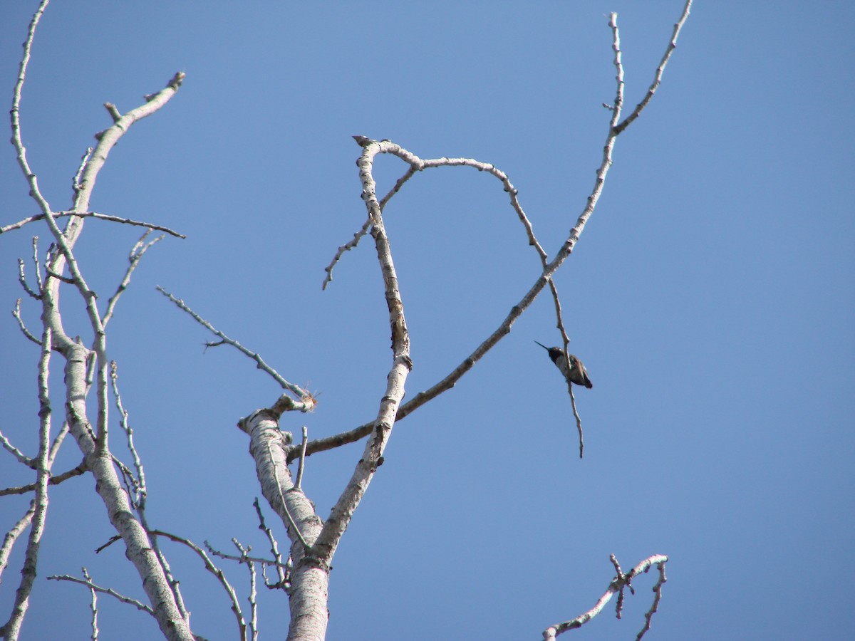 Costa's Hummingbird - ML300123031