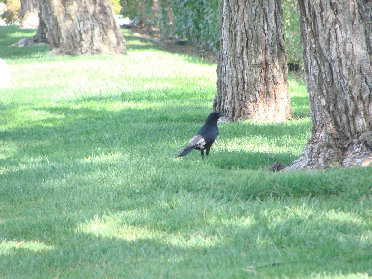 American Crow - ML300123071