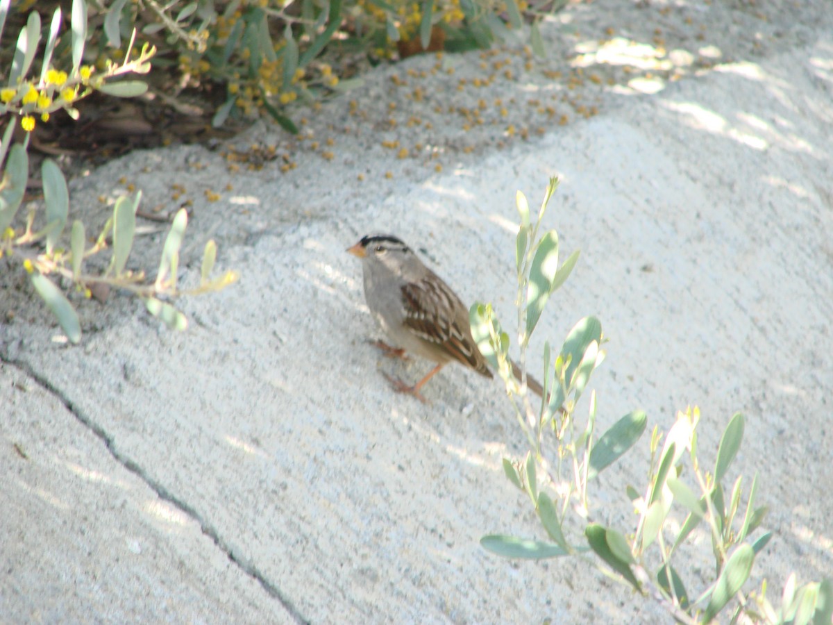 White-crowned Sparrow - ML300123101
